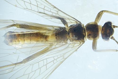 Nemoura cinerea
